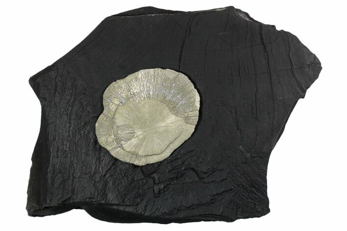 Pyrite Sun on Slate - Sparta, Illinois #348942